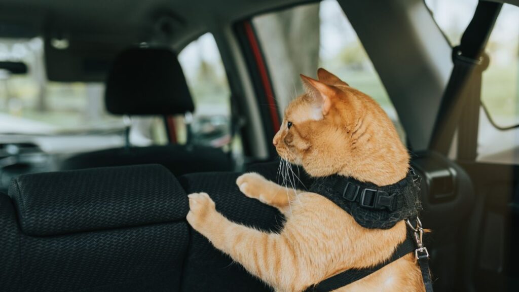 How to Travel with Cats Long Distance in a Car