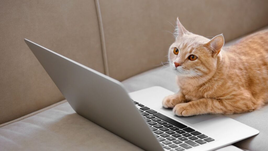 Can You Buy Cat Litter with CareCredit