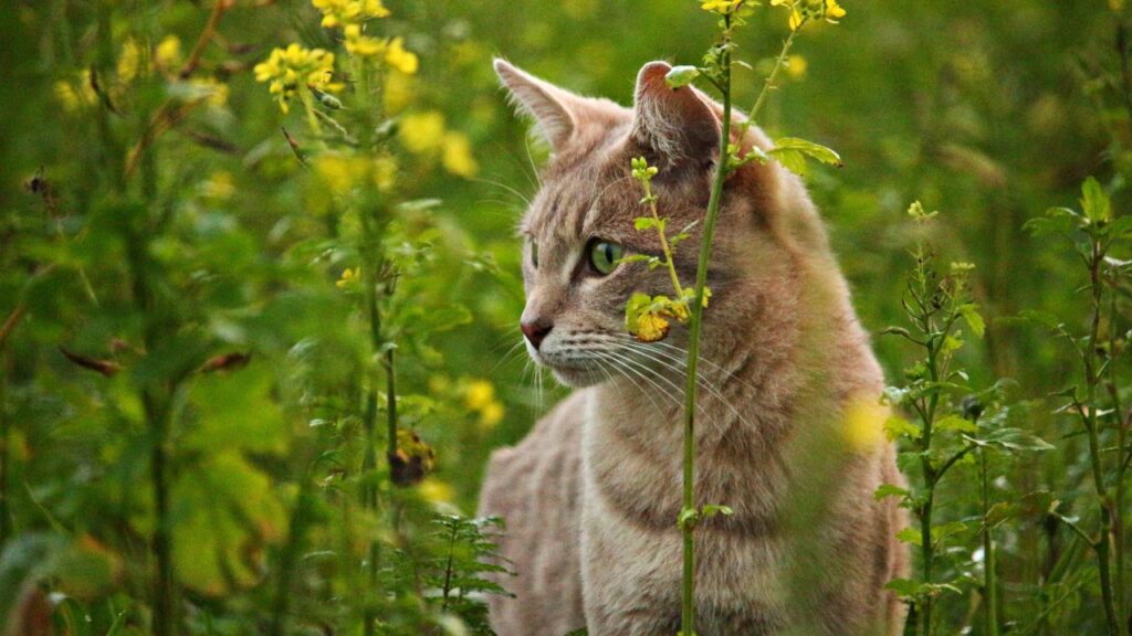 How Far Will a Cat Travel
How Far Will a Cat Travel