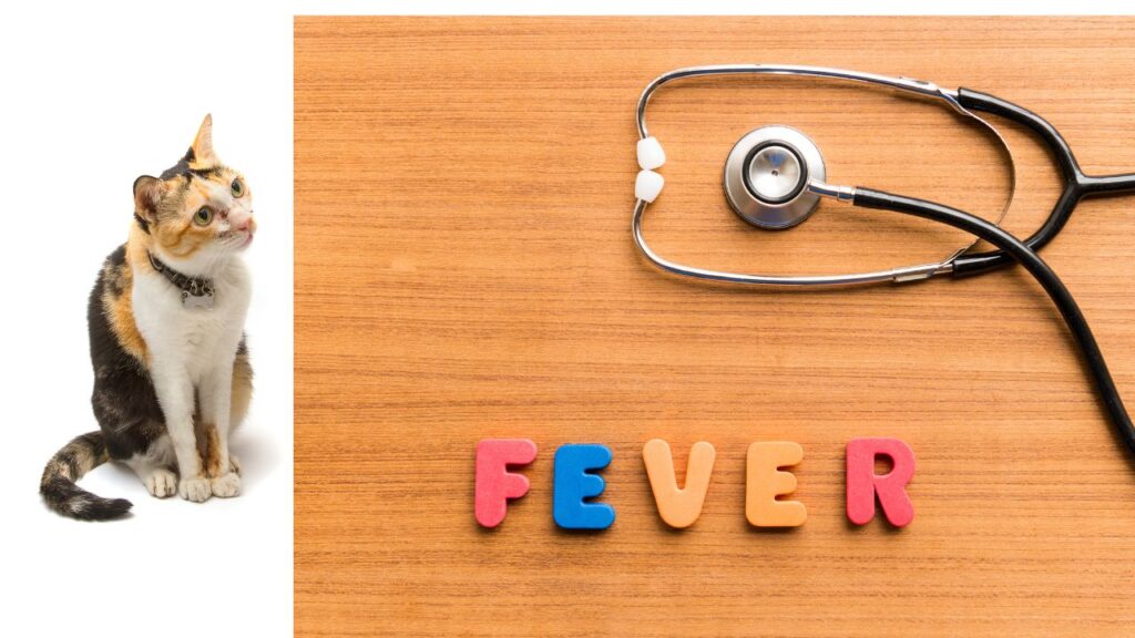 Cat Fever Medicine