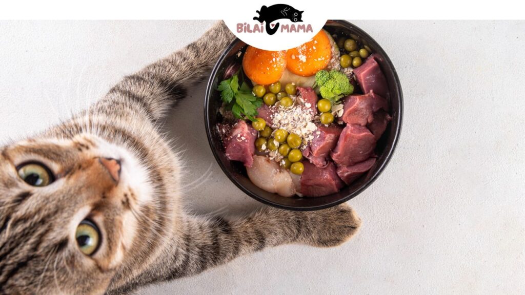 Homemade Cat Food