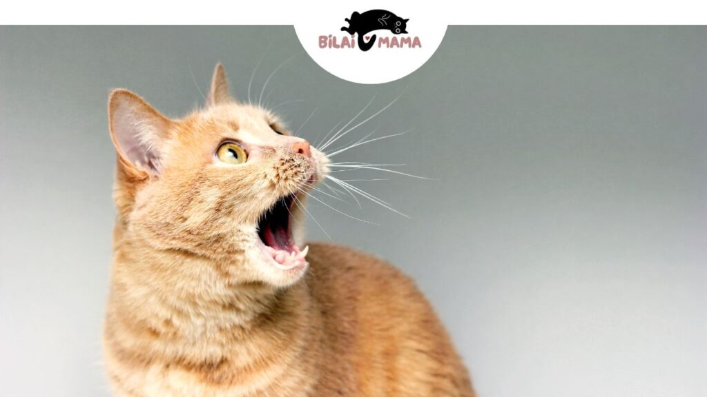 How to Train Your Cat to Stop Meowing