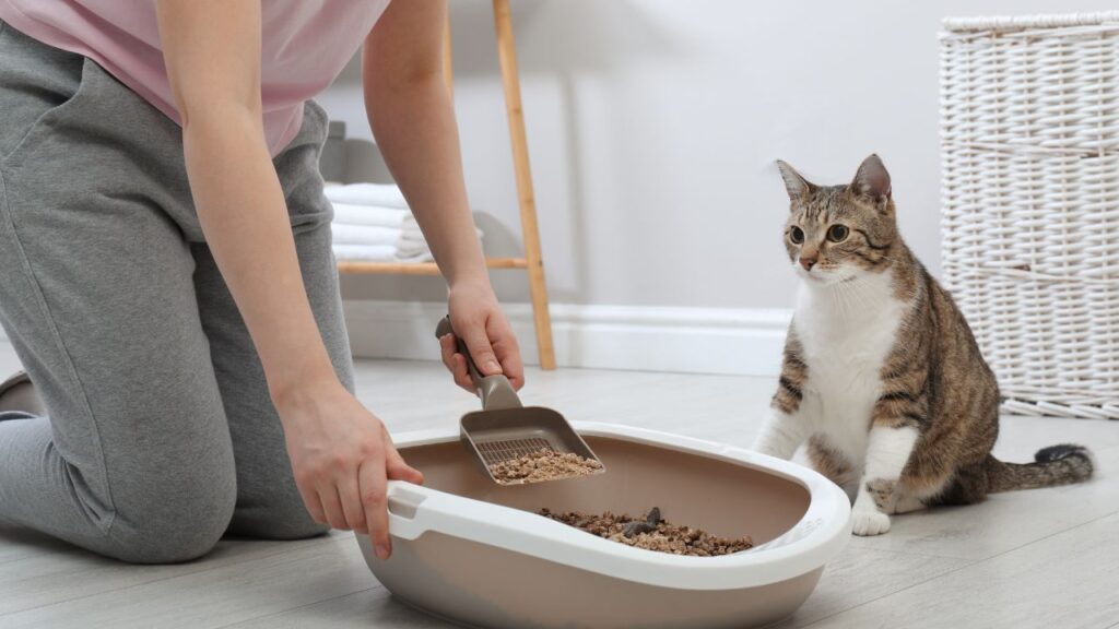 How to Train a Cat That Is Not Food Motivated