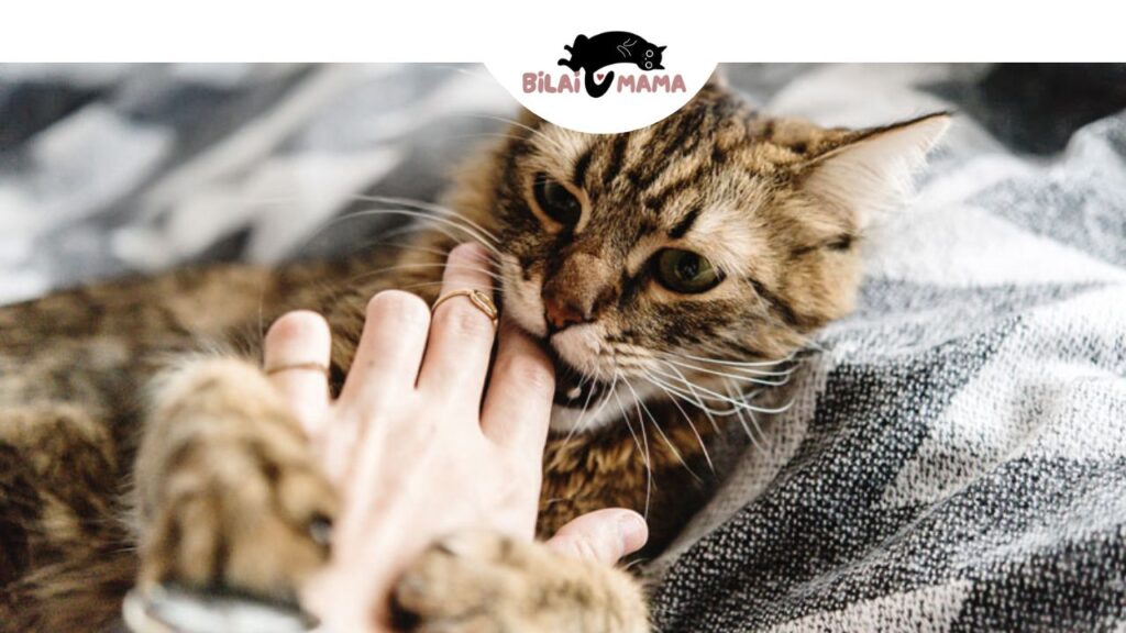 how to train a cat to stop biting