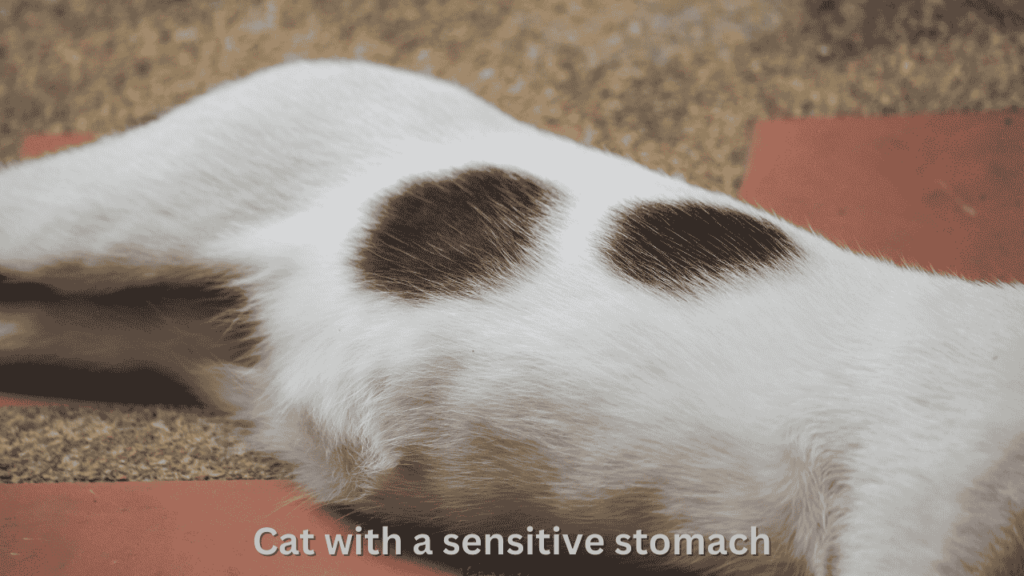 Cat with a sensitive stomach