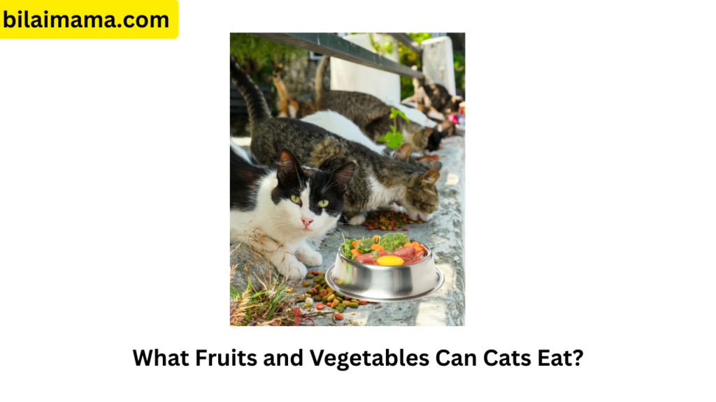 What Fruits and Vegetables Can Cats Eat?