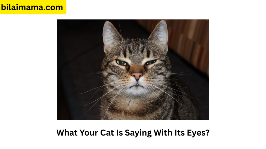 What Your Cat Is Saying With Its Eyes?